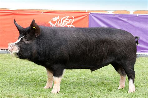 When raising animals for your farm, it can take a lot of work to choose the right Breed. . Berkshire pig advantages